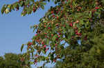 Serviceberry